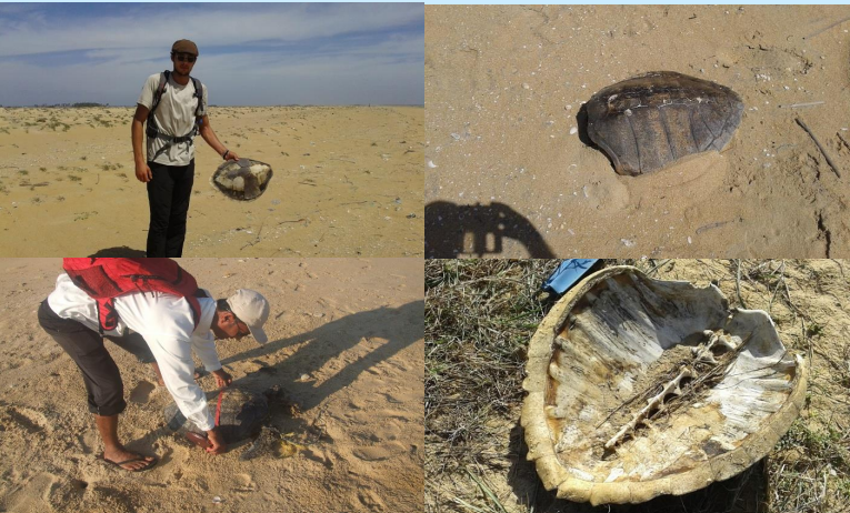 Sea turtle bycatch survey (Continuing study since 2014)