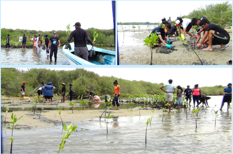 Beach vegetation and Mangrove replantation programme