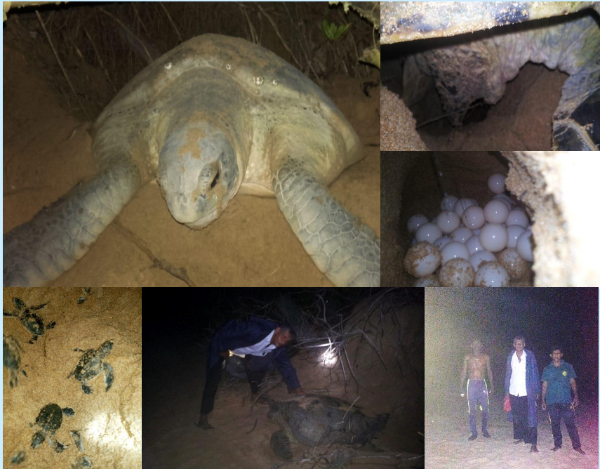 In-situ marine turtle nest protection programme at Rekawa