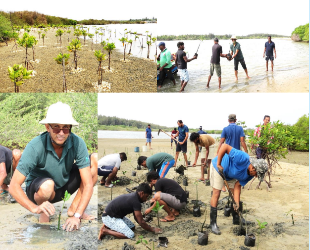 Mangrove replantation programme